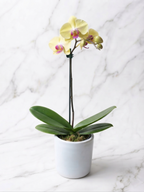 ORQUÍDEA PHALAENOPSIS AMARILLA | ORQUÍDEA PREMIUM