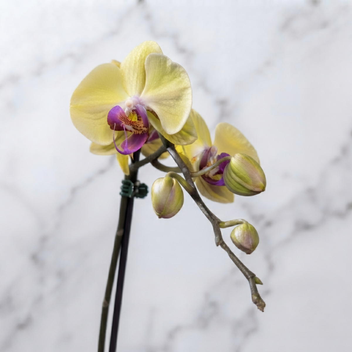 ORQUÍDEA PHALAENOPSIS AMARILLA | ORQUÍDEA PREMIUM