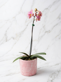 ORQUÍDEA PHALAENOPSIS TONOS ROSÉ RAYADOS EN MACETA DE CERÁMICA ROSADA | ORQUÍDEA PREMIUM
