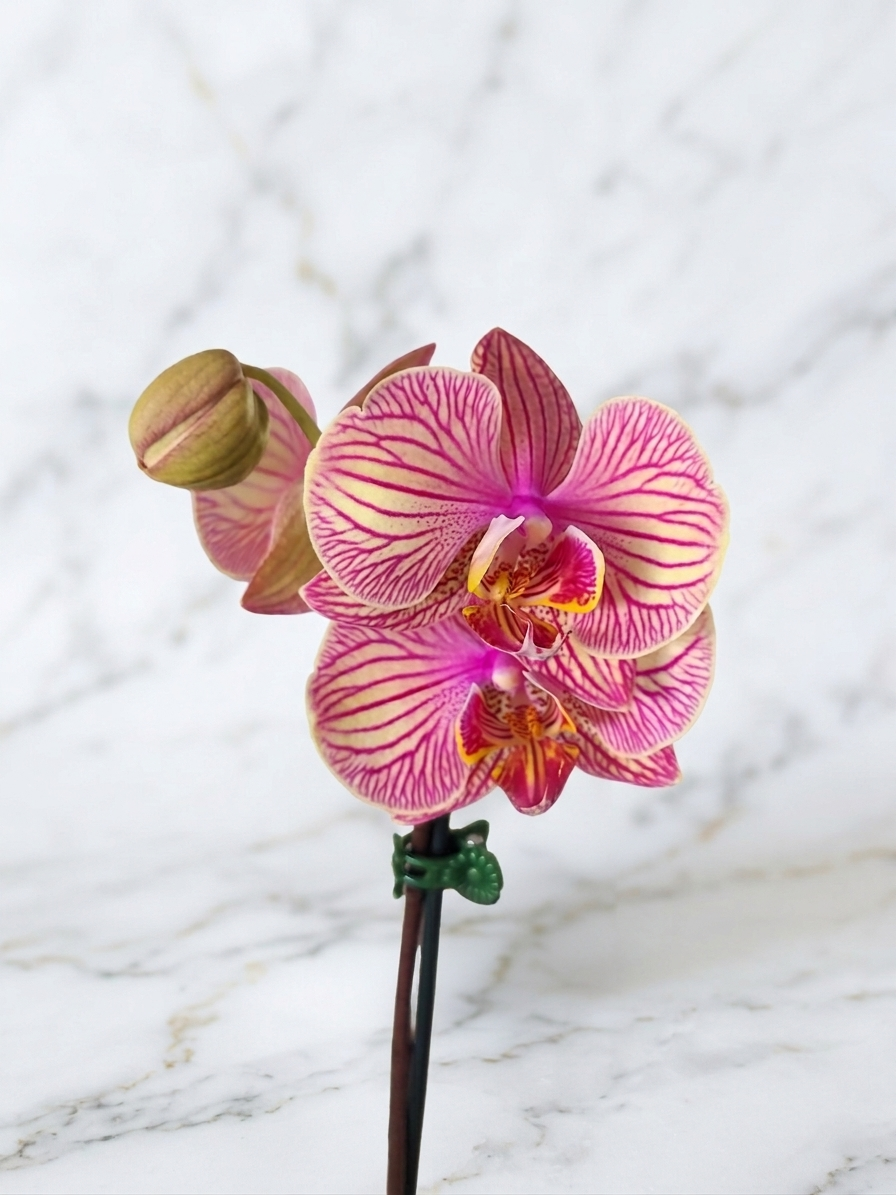 ORQUÍDEA PHALAENOPSIS TONOS ROSÉ RAYADOS EN MACETA DE CERÁMICA ROSADA | ORQUÍDEA PREMIUM