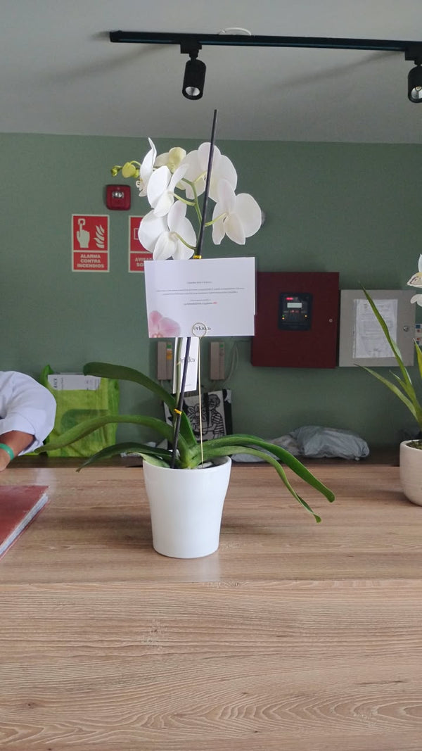 Cliente de ORKIDEA con su orquídea