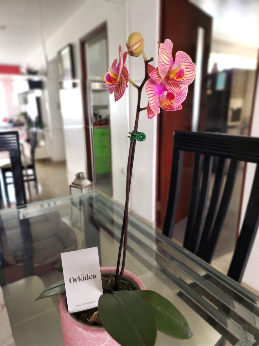 ORQUÍDEA PHALAENOPSIS TONOS ROSÉ RAYADOS EN MACETA DE CERÁMICA ROSADA | ORQUÍDEA PREMIUM