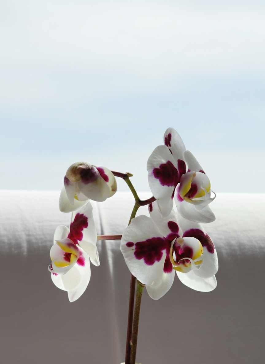 orquídeas phalaenopsis Lima