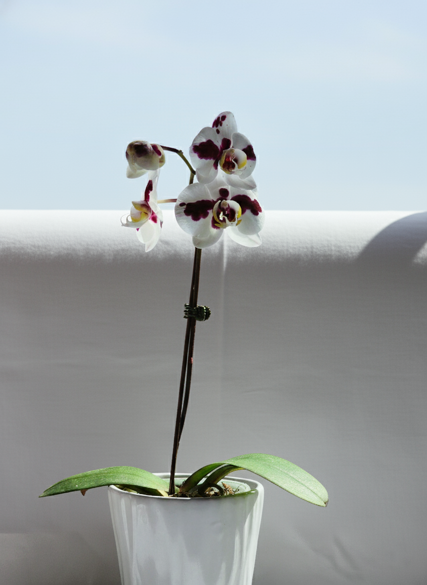 ORQUÍDEA PHALAENOPSIS BLANCA CON DETALLES COLOR VINO EN MACETA DE CERÁMICA | BABY ORQUÍDEA