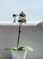 ORQUÍDEA PHALAENOPSIS BLANCA CON DETALLES COLOR VINO EN MACETA DE CERÁMICA | BABY ORQUÍDEA