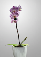 Orquídea Phalaenopsis lila con moteado púrpura en maceta blanca minimalista, 1 tallo y cinco flores abiertas