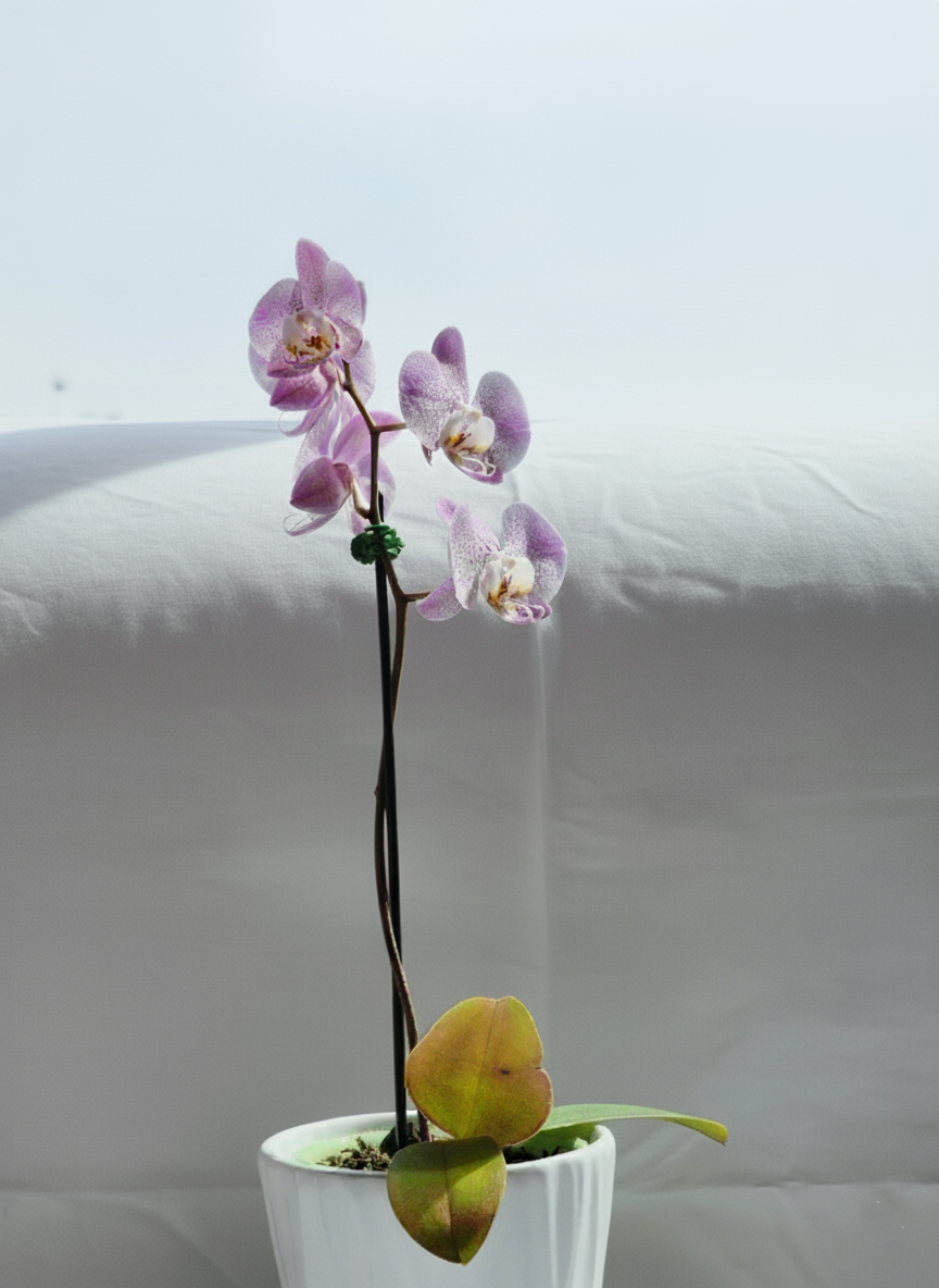 Orquídea Phalaenopsis lila con moteado púrpura en maceta blanca minimalista, 1 tallo y cinco flores abiertas