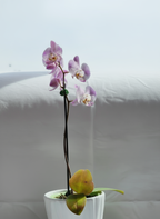 Orquídea Phalaenopsis lila con moteado púrpura en maceta blanca minimalista, 1 tallo y cinco flores abiertas