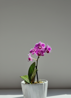 ORQUÍDEA PHALAENOPSIS MINI MALVA JASPEADA EN MACETA DE CERÁMICA | BABY ORQUÍDEA