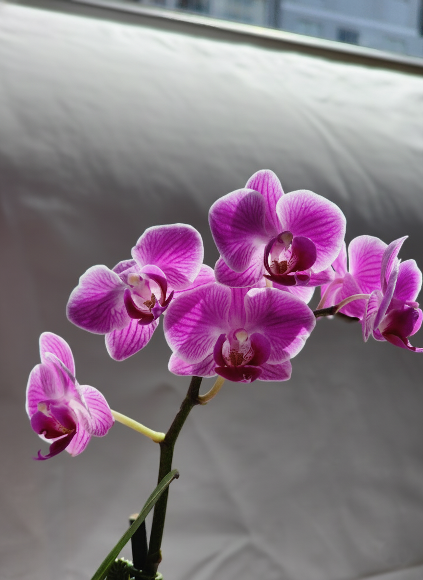 ORQUÍDEA PHALAENOPSIS MINI MALVA JASPEADA EN MACETA DE CERÁMICA | BABY ORQUÍDEA