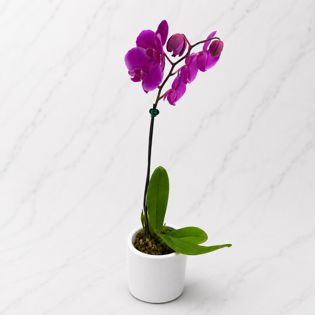 ORQUÍDEA PHALAENOPSIS FUCSIA EN MACETA BLANCA | ORQUÍDEA PREMIUM