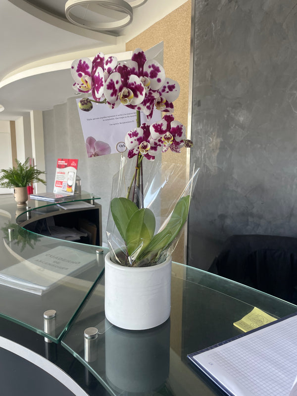 Cliente de ORKIDEA con su orquídea