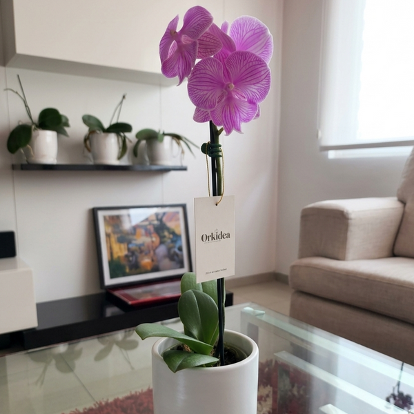 Cliente de ORKIDEA con su orquídea