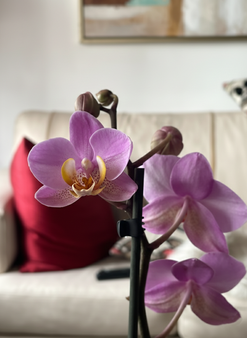 ORQUÍDEA ROSÉ EN MACETA DE CERAMICA BLANCA | ORQUIDEA PREMIUM