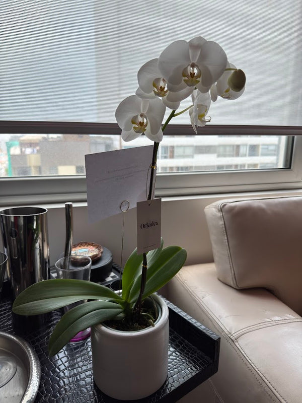Cliente de ORKIDEA con su orquídea