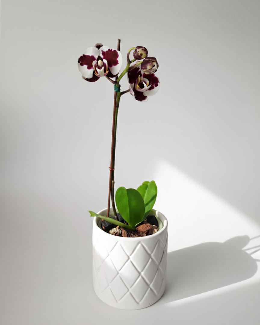 ORQUÍDEA BLANCA CON DETALLES COLOR VINO EN MACETA DE CERÁMICA | BABY ORQUIDEA