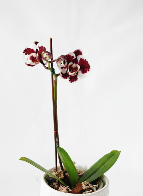 ORQUÍDEA BLANCA CON DETALLES COLOR VINO EN MACETA DE CERÁMICA | BABY ORQUIDEA