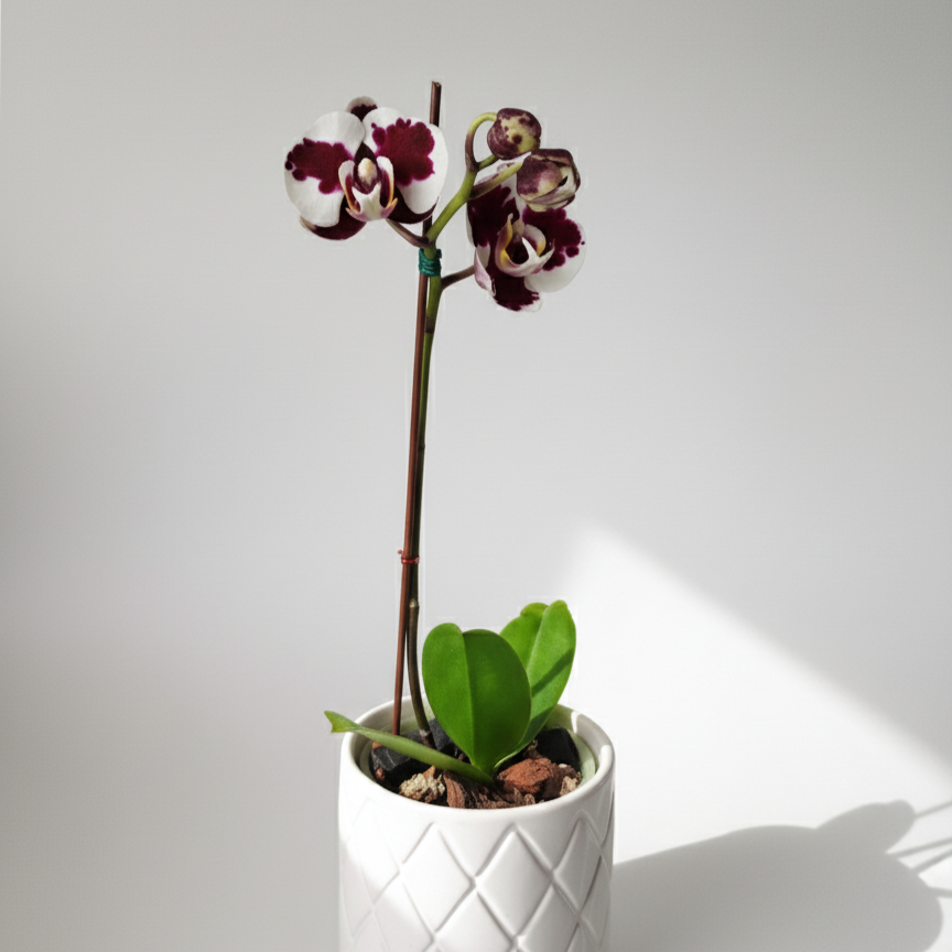 ORQUÍDEA BLANCA CON DETALLES COLOR VINO EN MACETA DE CERÁMICA | BABY ORQUIDEA