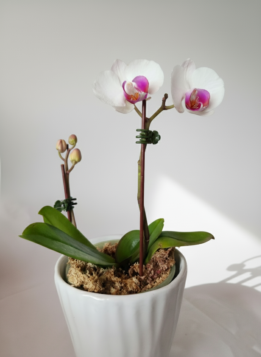 ORQUÍDEA BLANCA DE 2 TALLOS CON DETALLES COLOR FUCSIA EN MACETA DE CERÁMICA | BABY ORQUIDEA