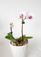 ORQUÍDEA BLANCA DE 2 TALLOS CON DETALLES COLOR FUCSIA EN MACETA DE CERÁMICA | BABY ORQUIDEA