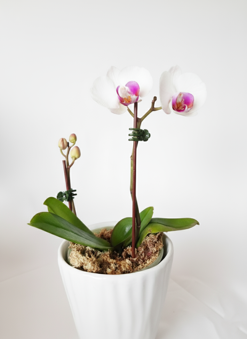 ORQUÍDEA BLANCA DE 2 TALLOS CON DETALLES COLOR FUCSIA EN MACETA DE CERÁMICA | BABY ORQUIDEA