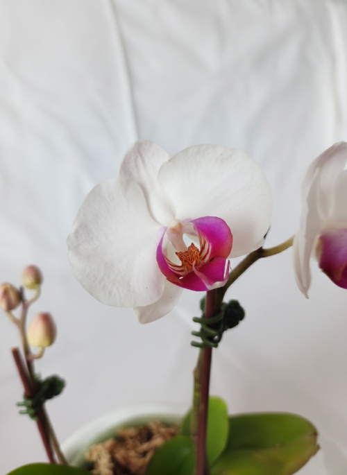 ORQUÍDEA BLANCA DE 2 TALLOS CON DETALLES COLOR FUCSIA EN MACETA DE CERÁMICA | BABY ORQUIDEA