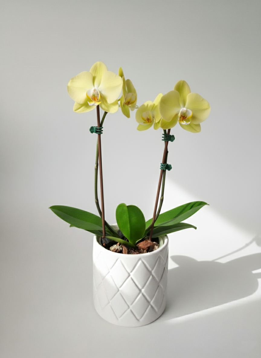ORQUÍDEA DOBLE TALLO COLOR AMARILLO PASTEL CON DETALLES COLOR BLANCO EN MACETA DE CERÁMICA | "Sol Suave" | Baby Orquídea
