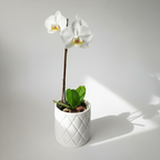 ORQUÍDEA BLANCA CON DETALLES COLOR AMARILLO EN MACETA DE CERÁMICA | BABY ORQUIDEA