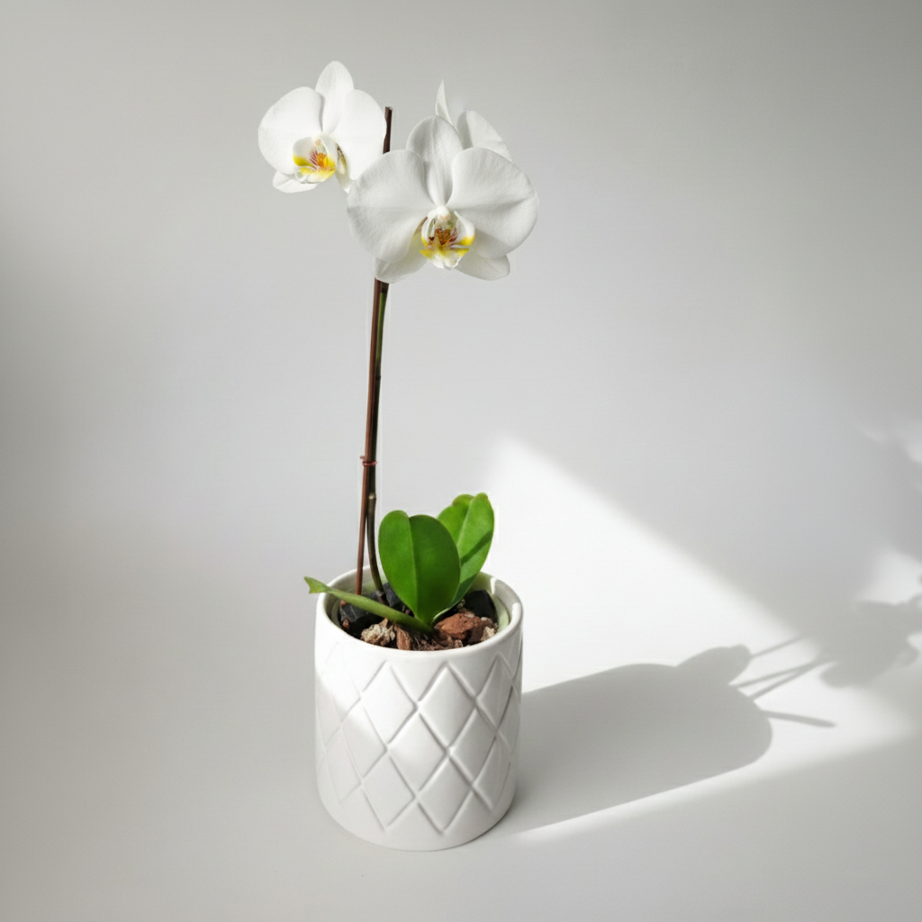 ORQUÍDEA BLANCA CON DETALLES COLOR AMARILLO EN MACETA DE CERÁMICA | BABY ORQUIDEA