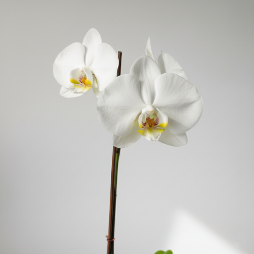 ORQUÍDEA BLANCA CON DETALLES COLOR AMARILLO EN MACETA DE CERÁMICA | BABY ORQUIDEA