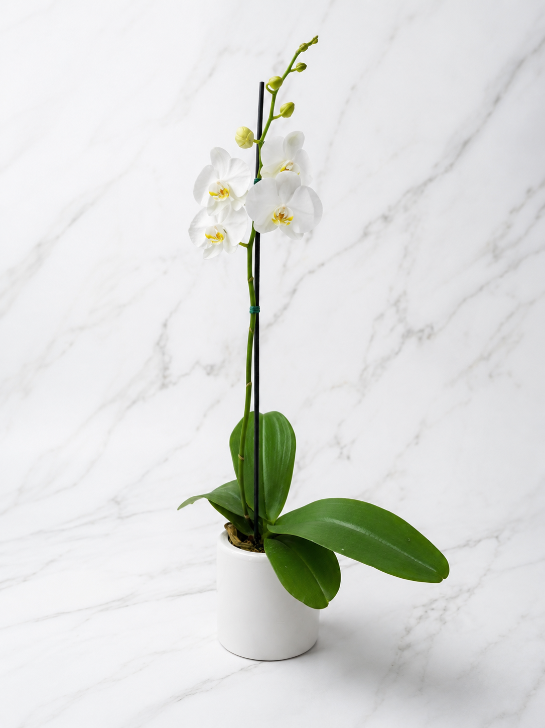 ORQUÍDEA PREMIUM BLANCA