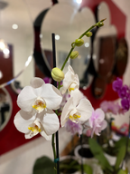 ORQUÍDEA PREMIUM BLANCA