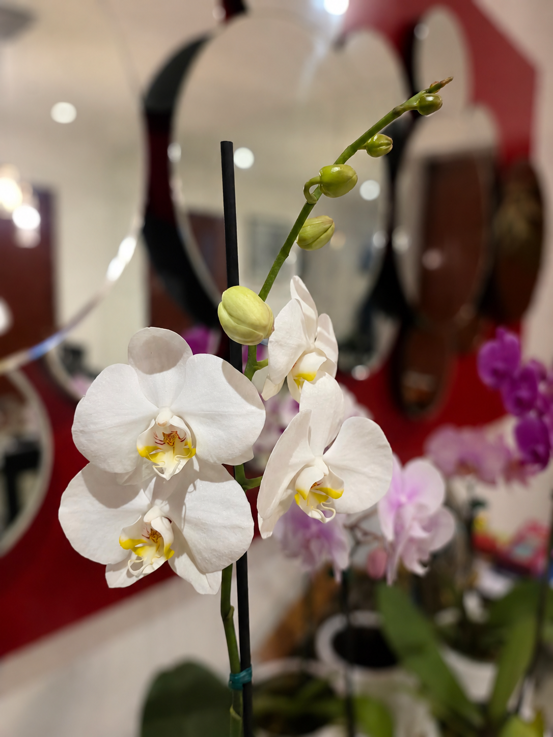 ORQUÍDEA PREMIUM BLANCA