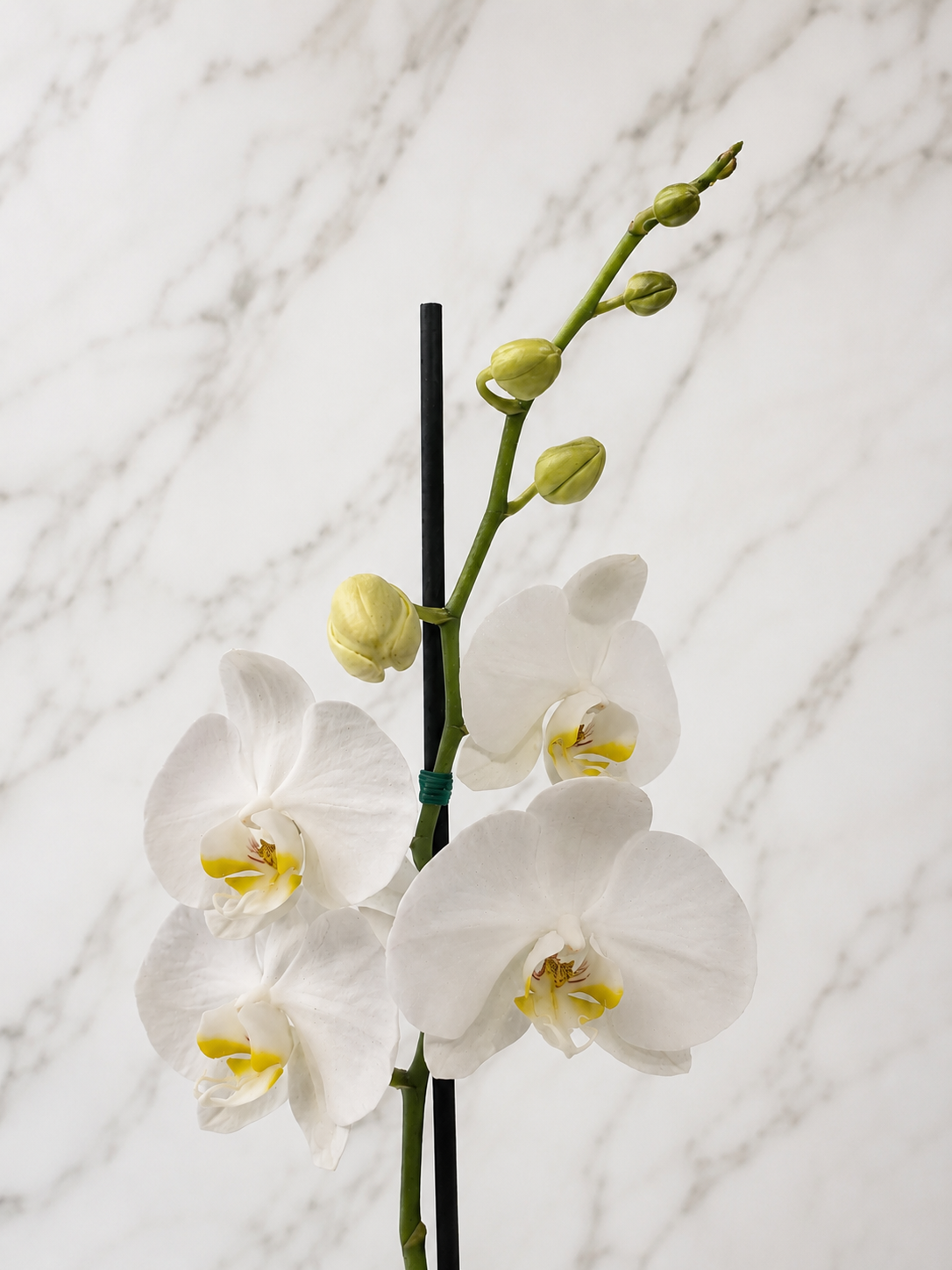 ORQUÍDEA PREMIUM BLANCA