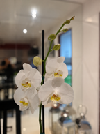 ORQUÍDEA PREMIUM BLANCA