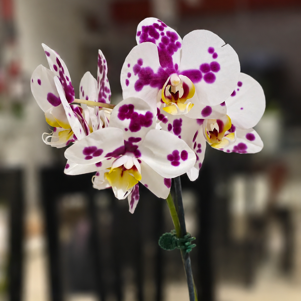 orquídea blanca premium