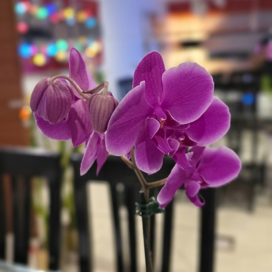 Orquídea premium fucsia