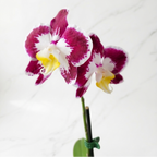 BABY ORQUÍDEA PREMIUM