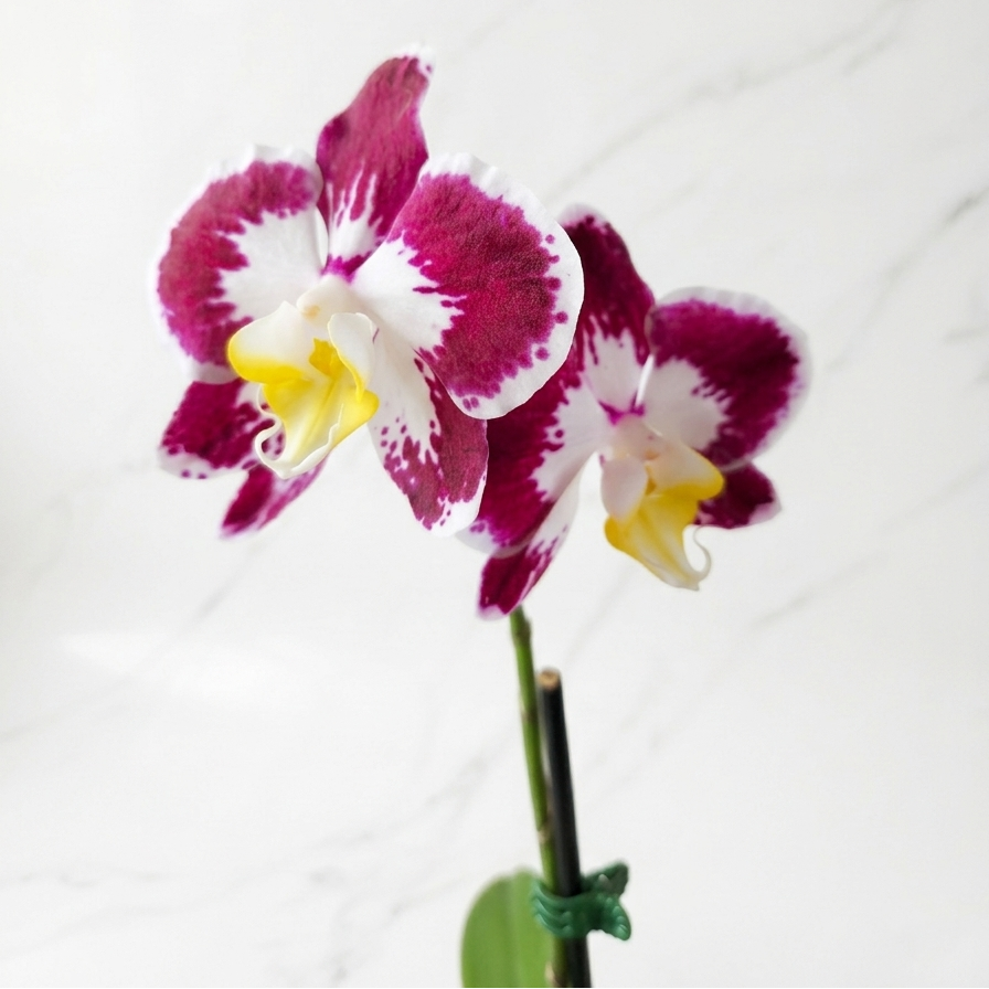 BABY ORQUÍDEA PREMIUM