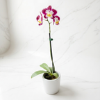 BABY ORQUÍDEA PREMIUM