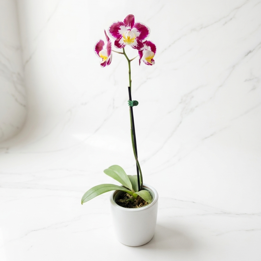 BABY ORQUÍDEA PREMIUM