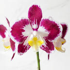 BABY ORQUÍDEA PREMIUM