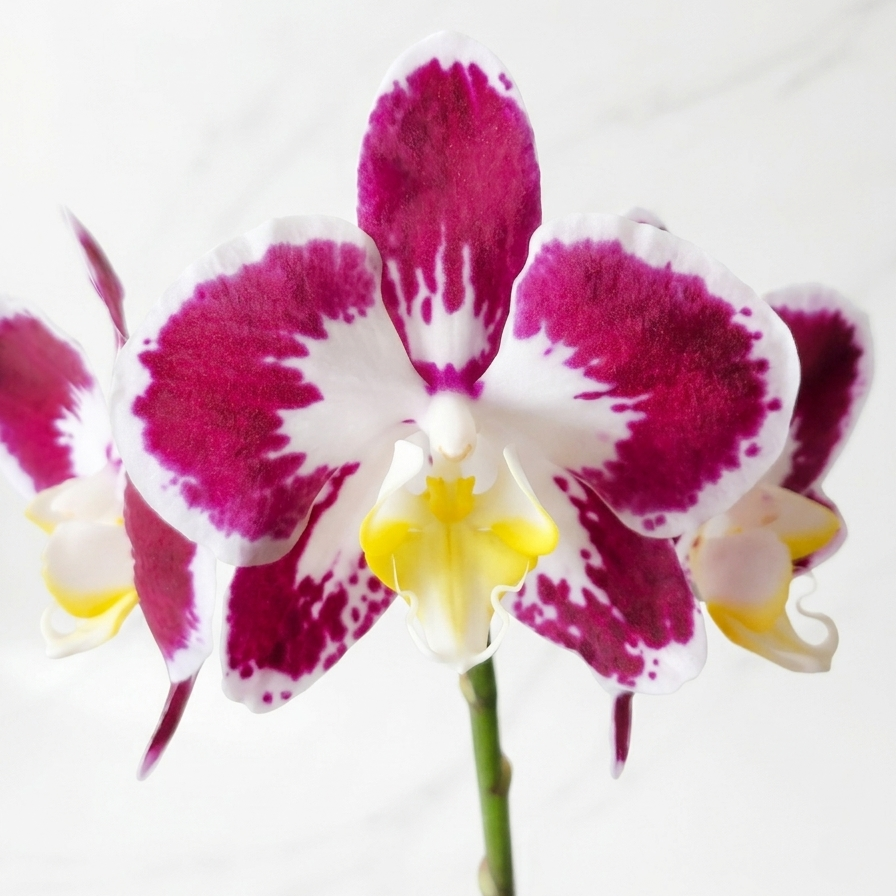 BABY ORQUÍDEA PREMIUM