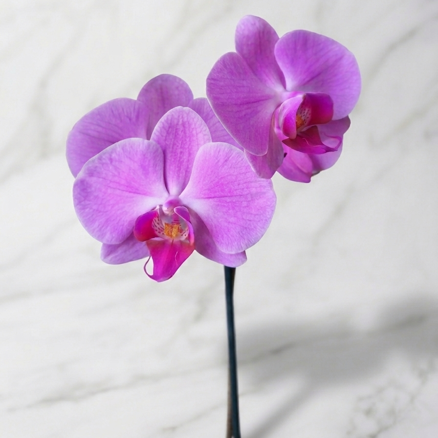 ORQUÍDEA PHALAENOPSIS