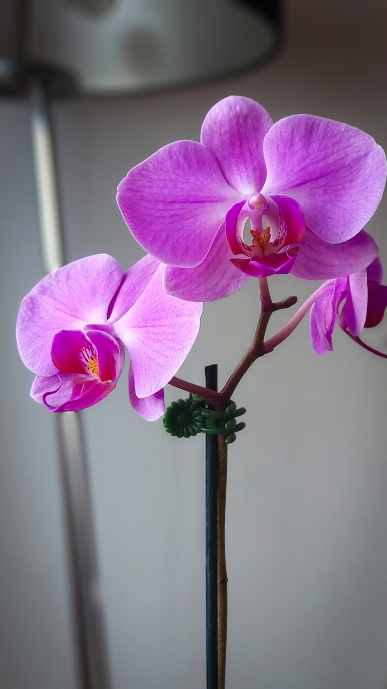 ORQUÍDEA PHALAENOPSIS