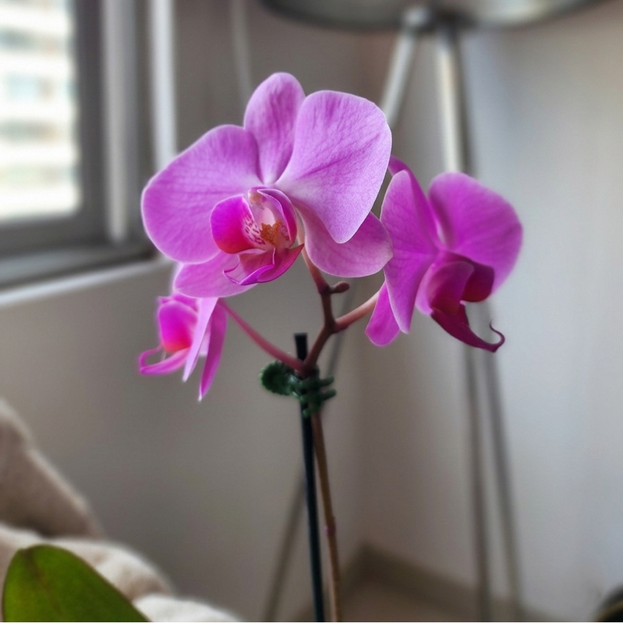 ORQUÍDEA PHALAENOPSIS