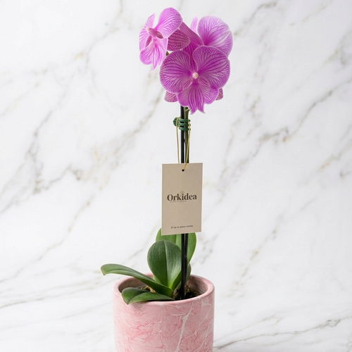Orquídea premium