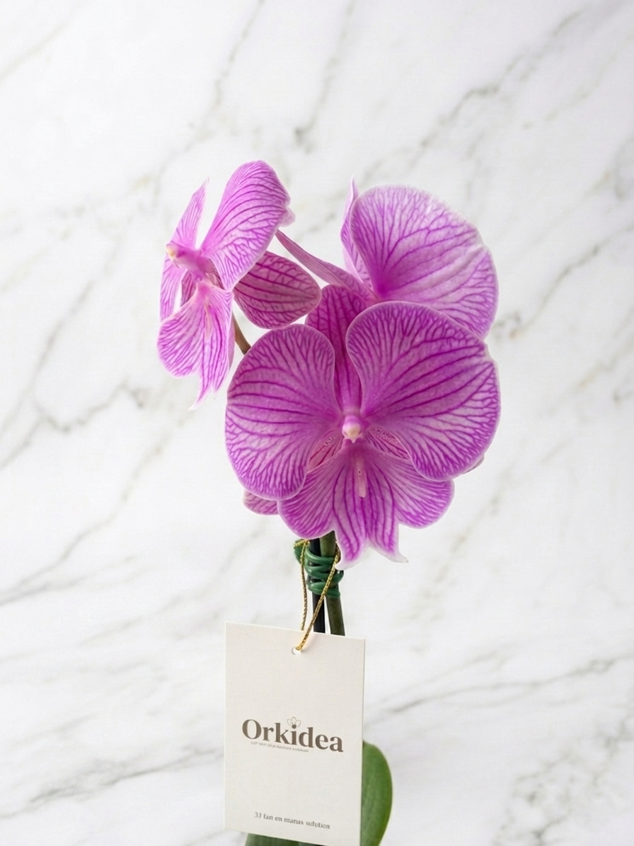 Orquídea detalle