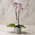 Orquídea rosa