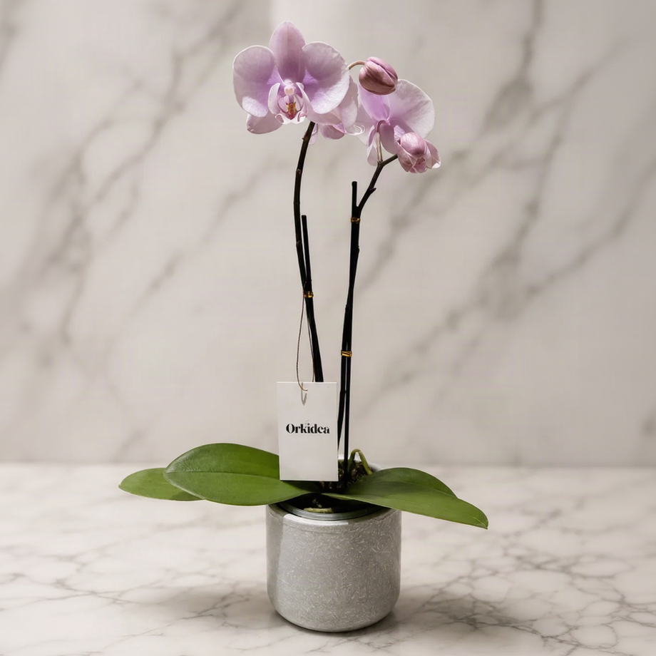 Orquídea rosa